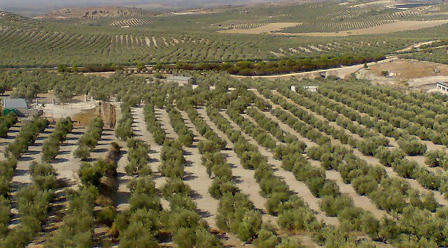 Plataforma Tecnológica del Agua en busca del uso eficiente del agua en el olivar