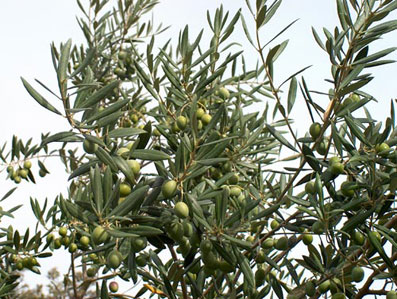 Mosca (transgénica): poca información y muchos riesgos