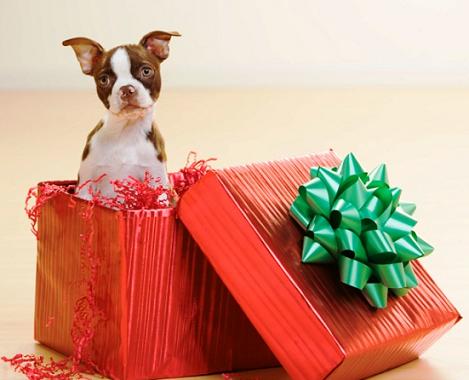Regalar un animal de compañía por Navidad