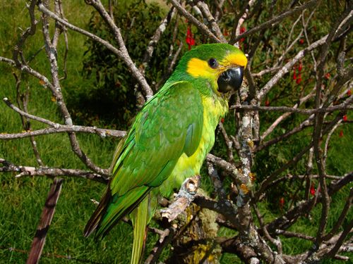 Medio Ambiente advierte a la población sobre los riesgos de las especies exóticas invasoras para la biodiversidad local