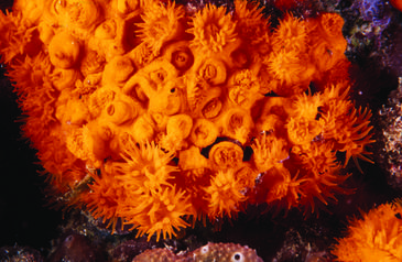 La genética del coral naranja