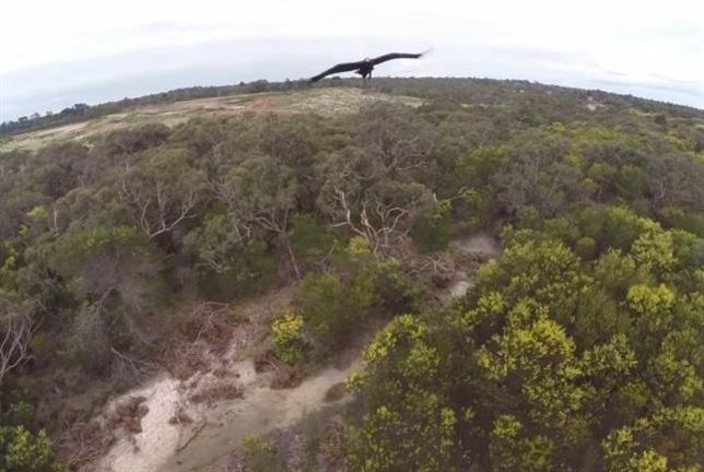 Cómo reacciona un águila ante un drone. Vea el VIDEO