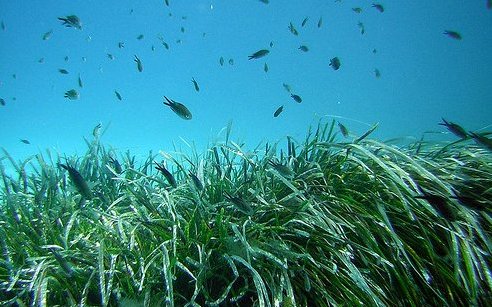 Oceana denunciará el deterioro de las praderas de Posidonia en Baleares
