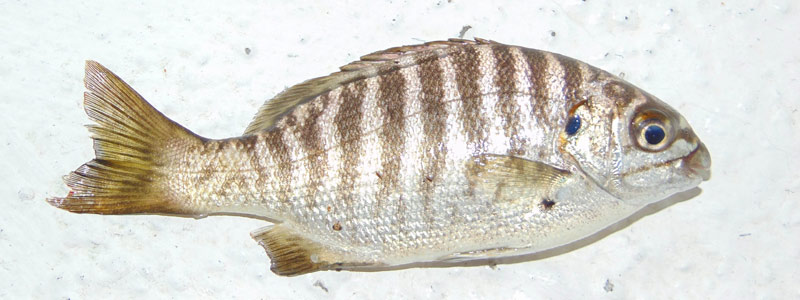 Analizan presencia de parásitos en peces de Baja California