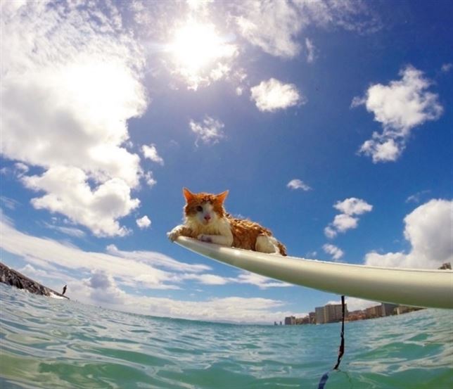 Un gato pirata surfeando