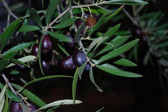 El gran ‘éxito’ del etanol obtenido de restos de poda de olivo