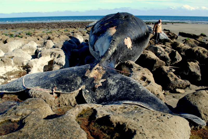 Evalúan las concentraciones de metales pesados en las ballenas francas de Península Valdés
