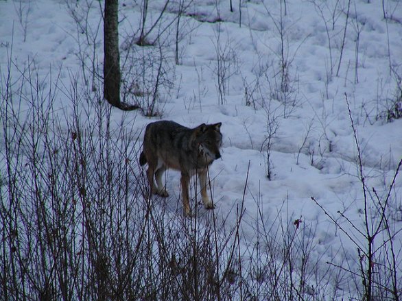 Catorce lobos procedentes de Francia avistados en Cataluña