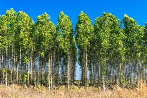 EMCE afirma… qué menos del 1% de eucaliptos arden en el noroeste de España cada año