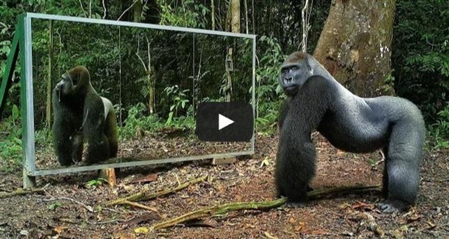 Vea el ‘VIDEO’ de las sorprendentes reacciones de los animales ante un espejo