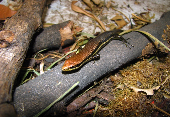 Encuentran nuevas especies de lagartija mabuya