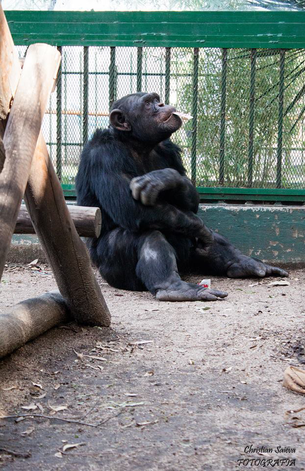 Proyecto gran simio – España se une al habeas corpus presentado para el chimpancé toti en un juzgado de CÓRDOBA (ARGENTINA).