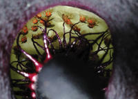 Una planta mentirosa engaña a las moscas