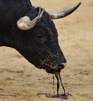 Organizaciones internacionales de protección animal se unen contra la protección de la tauromaquia en España