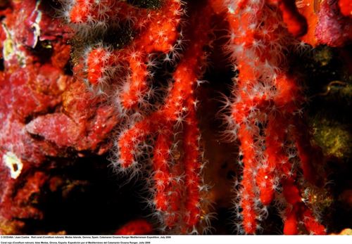 Cataluña debería declarar ya el coral rojo como ‘especie amenazada’
