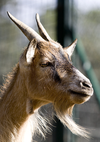 La cabra siempre tira a Mountain View (Google)