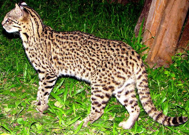 Un proyecto trata de determinar el grado de hibridación del gato montés con el doméstico