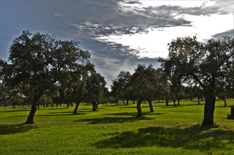 Exposición itinerante del patrimonio natural de las dehesas de Andalucía