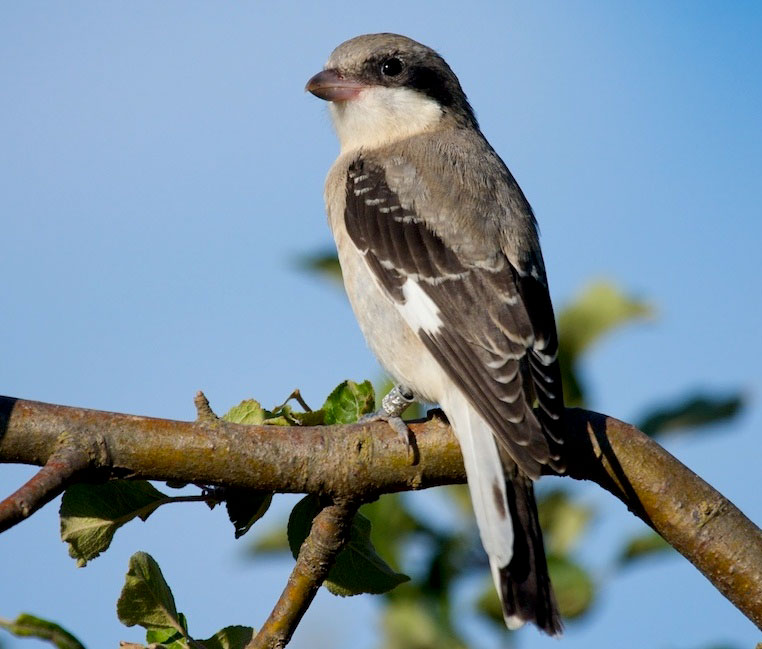 WWF y Trenca se unen para evitar la extinción del alcaudón chico en España