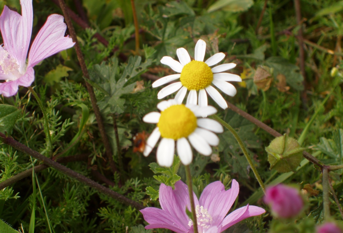 Galicia. Sogama celebró el ‘Día Mundial de la Salud’