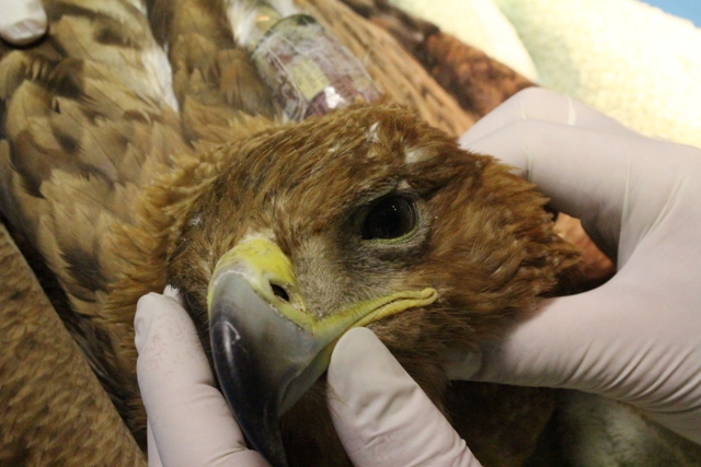 La mayoría de los animales salvajes enmascaran el dolor