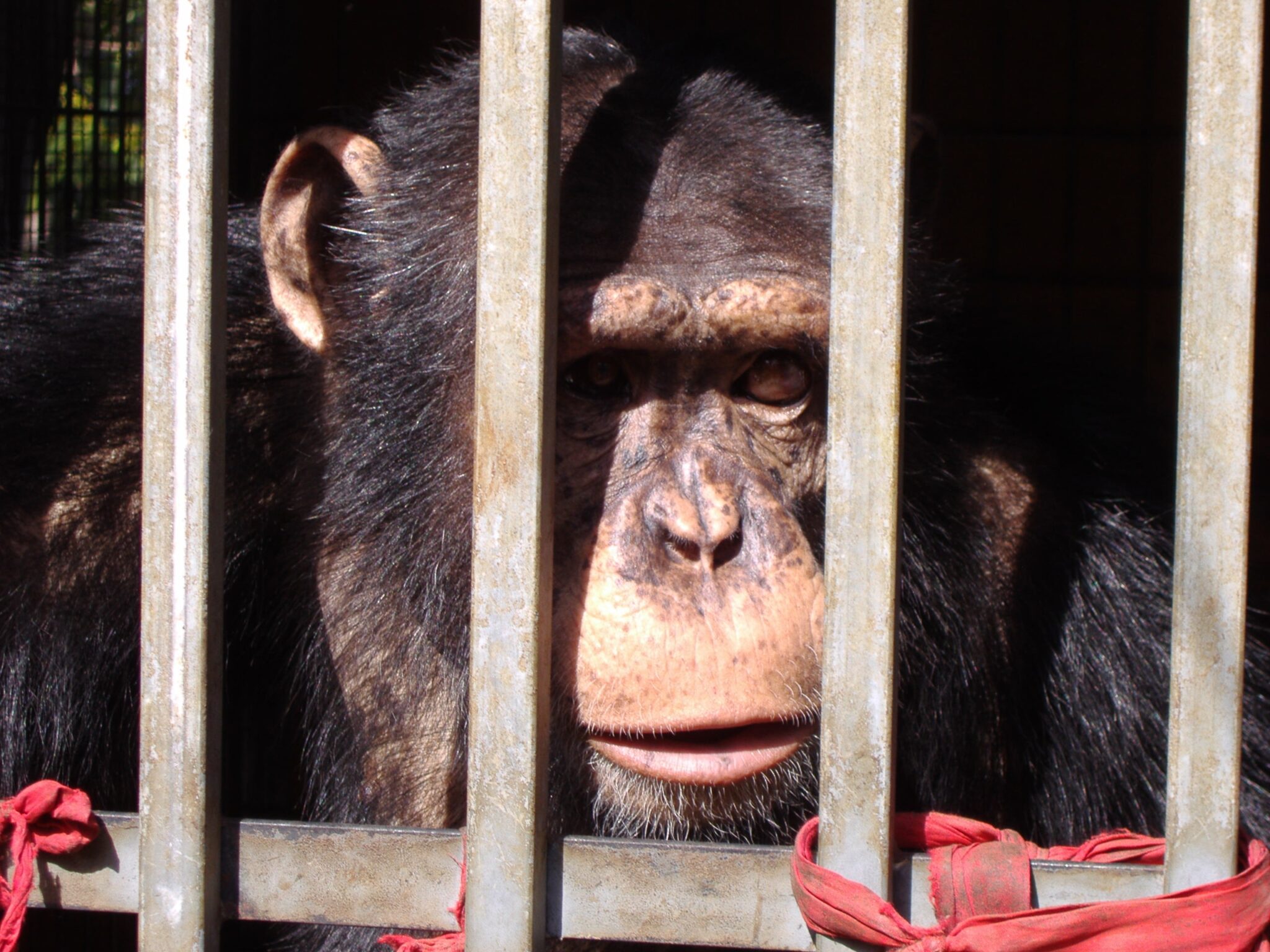 El Gobierno veta los derechos a los simios