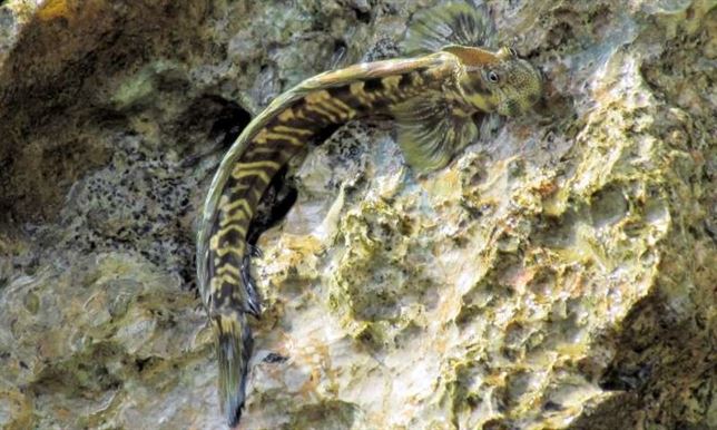 Los peces que saltan a tierra firme