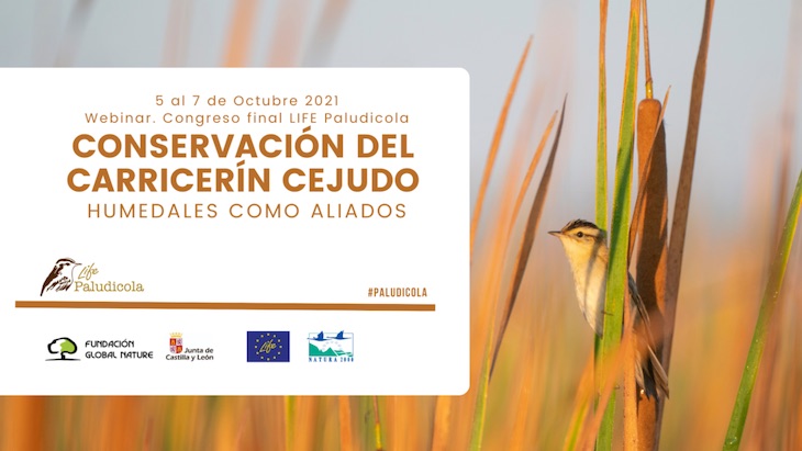 Humedales: imprescindibles para el carricerín cejudo