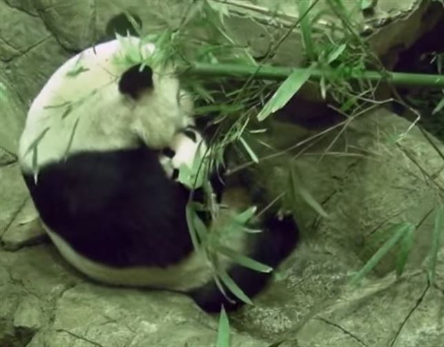 Vea el VIDEO de los primeros pasos de un panda recién nacido