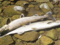 Cantabria. Masacre de salmones en el río Pas