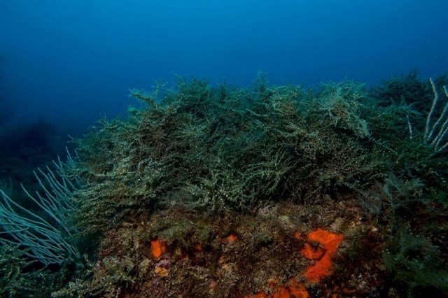 Los bosques submarinos de alga mediterránea ‘acorralados’