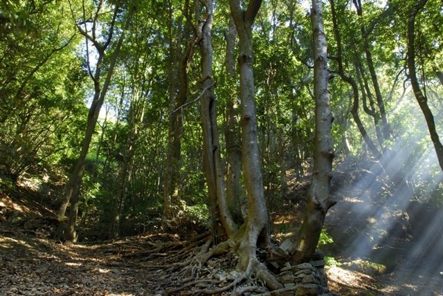 El Cabildo de Tenerife prohíbe hacer fuego en los montes