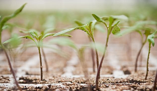 Faltan semillas para reforestar