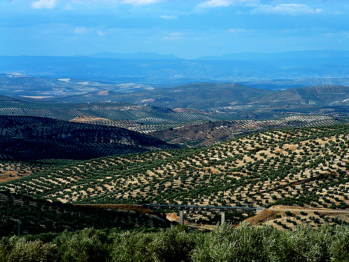 Investigadores concluyen un proyecto para la reutilización de los residuos de las almazaras como fertilizantes