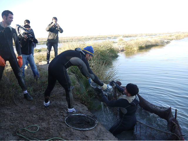 Andalucía apuesta por un modelo de diversificación de especies acuícolas y sistemas de cultivo