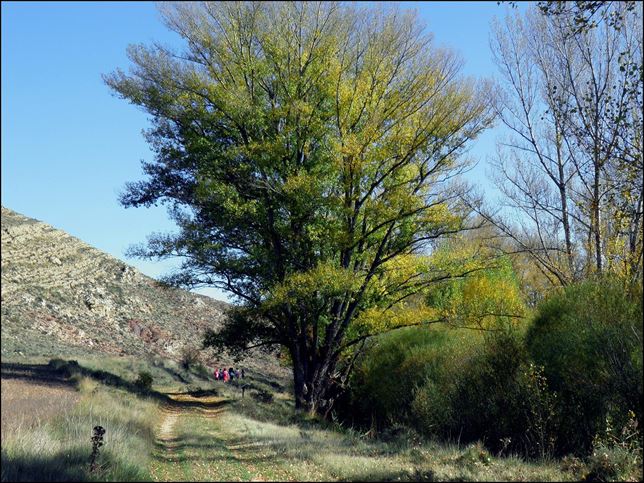 Un chopo de Teruel al concurso European Tree of the Year 2015