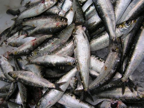 España comenzará a depender del pescado de otros países a partir del 10 de mayo