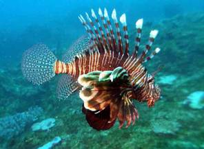 El pez león pasa de depredador a presa