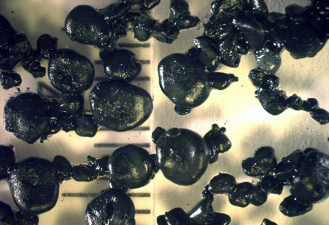 Eliminan con microorganismos metales pesados