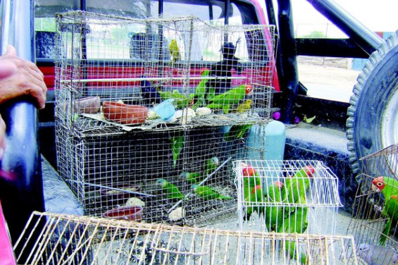 Argentina: Se rescataron alrededor de 800 aves silvestres en lo que va del año en Córdoba