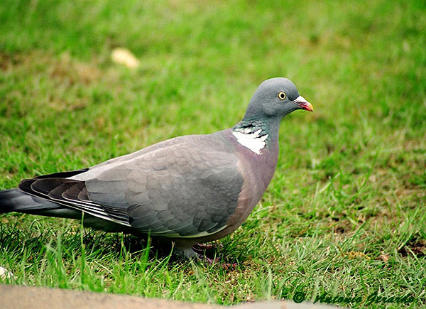 Se abre la media veda que se extenderá hasta el 16 de septiembre y aunque no se podrá cazar paloma bravía