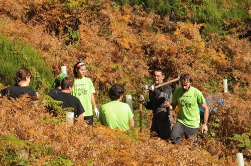Más de 100.000 árboles plantados para recuperar la población de osos pardos