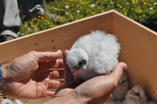 Medio Ambiente libera 30 pollos de cernícalo primilla en Camporrobles (Valencia)