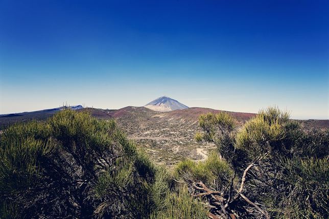 Luz verde para la conservación y mejora del matorral en el Teide