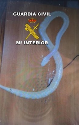 Investigado por vender por internet una serpiente pitón que llegó muerta al comprador