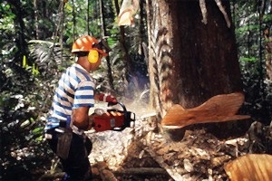 Deforestación de la Amazonía brasileña se ‘relaja’