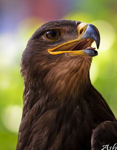 Las actuaciones de Medio Ambiente incrementan la población de águilas imperiales en el espacio natural de Doñana