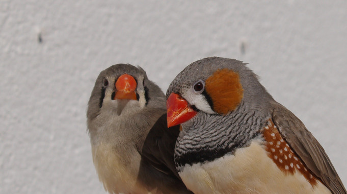 Qué potencia la coloración roja de los ornamentos de las aves