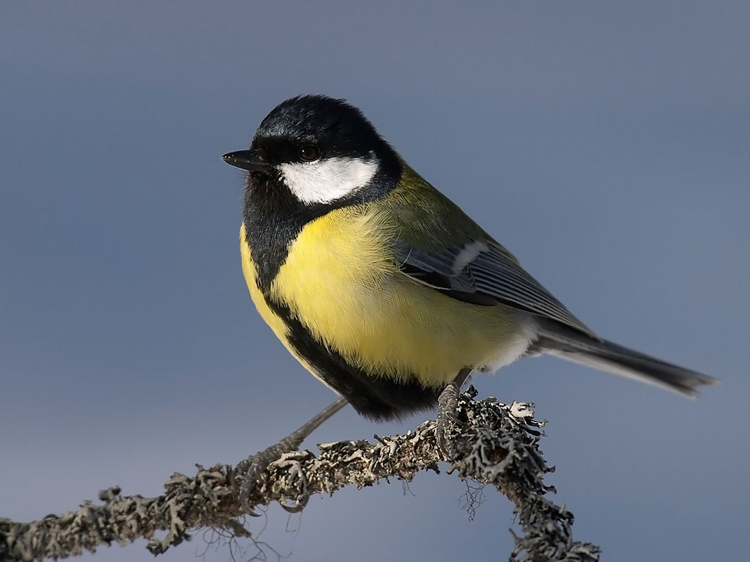 Las aves de ciudad tienen el cerebro más grande