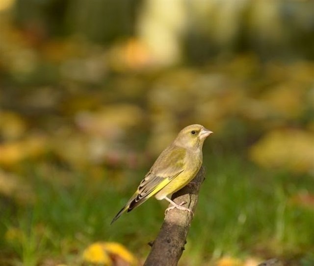 Los cambios meteorológicos drásticos afectan notablemente a la productividad de las aves